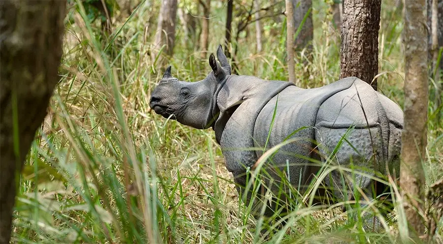 Rhino in Chitwan National Park