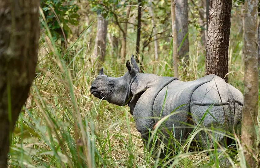 one horn Rhino